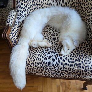 Rare and stunning-White Polar Fox Stole